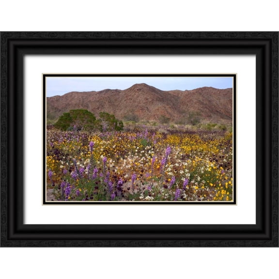 Talbot Frank, Christopher 32x23 Black Ornate Wood Framed with Double Matting Museum Art Print Titled - California, Joshua Tree NP Desert Wildflowers