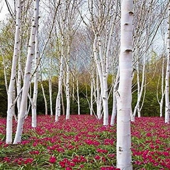 White Paper Birch Tree Seeds for Planting 100  Seeds | Highly Prized for Bonsai, Paper Birch Tree - 100 Seeds