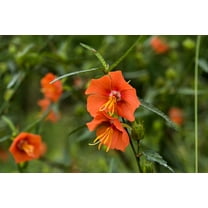 SEEDS = = =10 Seed Pack- Noon Flower- Tropical Deck & Border Gardening-   Pentapetes phoenicea- Serendipity Seeds