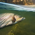 thumbnail image 2 of Bucktail Jig, Hair Jig, 8 Set of Pack Saltwater and Freshwater Baits, Hard Baits for Bass Flounder Striper Bluefish Halibut Redfish 1/2oz(Mixed), 2 of 7