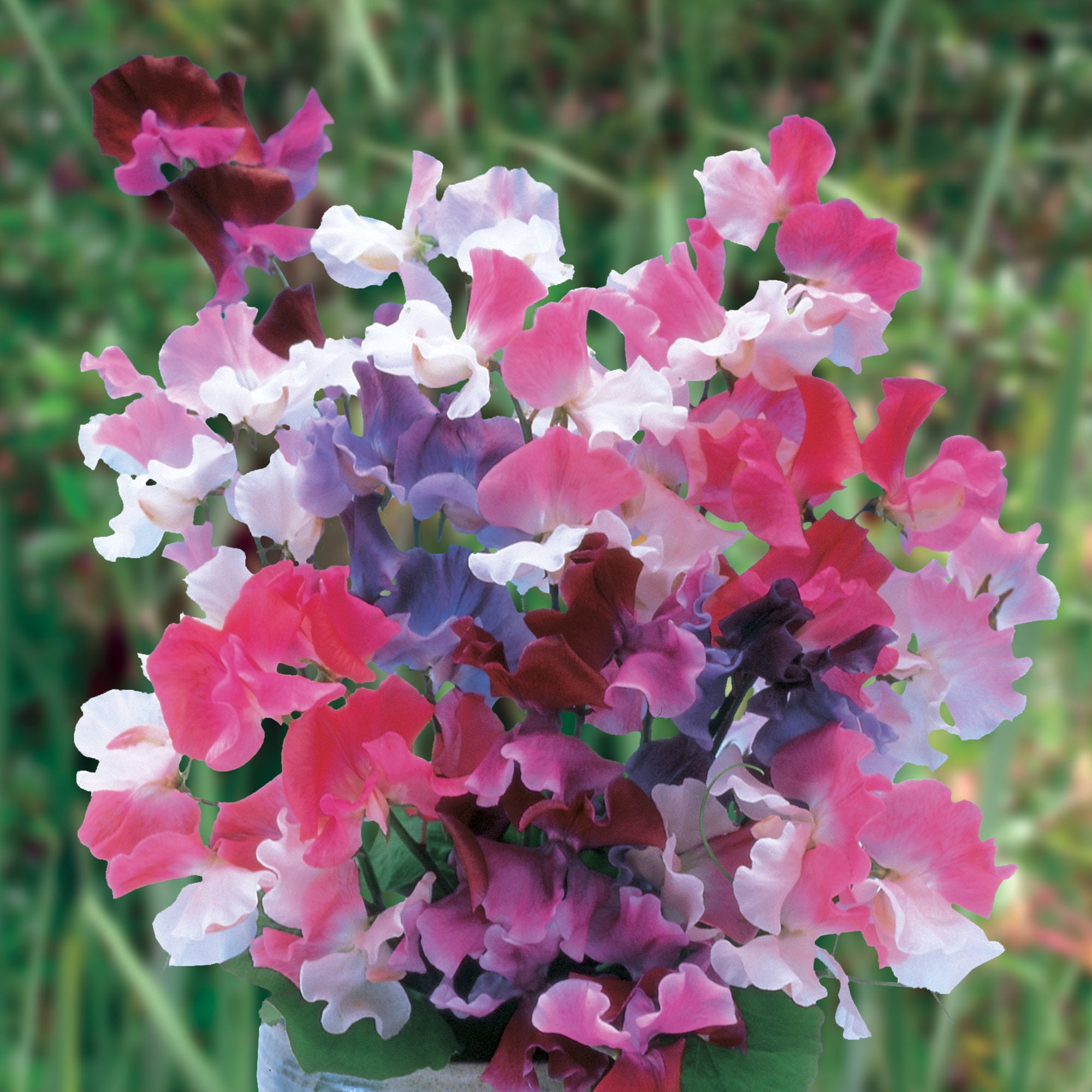 Burpee Fragrant 3 Sweet Pea Flower Seeds, Excellent Cut Flowers