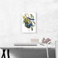 thumbnail image 2 of ARTCANVAS Florida Jays Canvas Art Print by John James Audubon - Size: 18" x 12" (1.50" Deep), 2 of 9