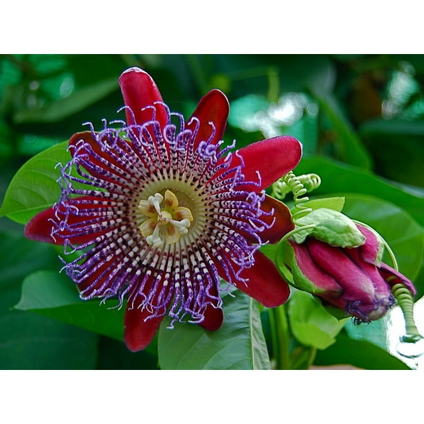 Giant Sweet Granadilla Passion Flower Plant Great Taste Giant Sweet Granadilla Passion Flower Plant Great Taste