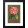 thumbnail image 2 of Charles Antoine Lemaire 11x14 Black Modern Framed Museum Art Print Titled - Camellia Matteo Malfino (Hybr.) (1854-1896), 2 of 5