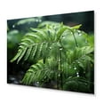 thumbnail image 2 of Designart "A Close Up Photo of Ferns V" Floral Metal Art Print, 2 of 5