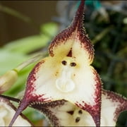 Monkey Face Orchid Seeds Dracula Simia Ornamental GMO Free Perennial Home Dec...