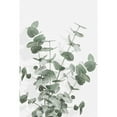 thumbnail image 3 of 1x Studio III 13x18 Black Modern Framed Museum Art Print Titled - Eucalyptus Creative 16, 3 of 5