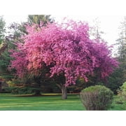 Kwanzan Cherry Tree – Double-Pink Flowering Ornamental Tree with Stunning Spring Blossoms