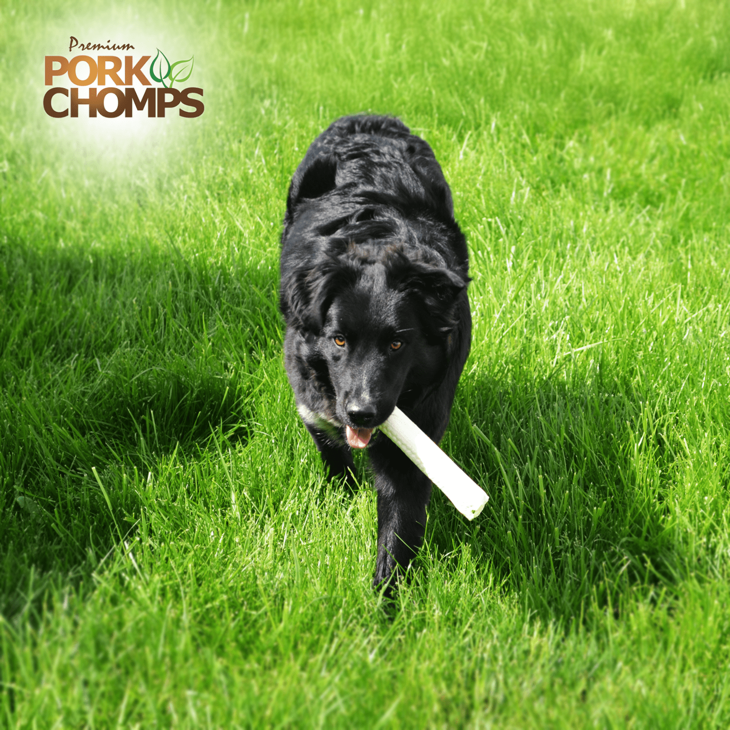 Pork Chomps Premium Rawhide-Free Baked Pork Skin Chew Rolls for Dogs, 8 Inch, 18 Count