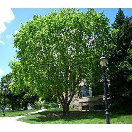 - River Birch Tree Seeds - Betula Nigra Northern - 25 Seeds