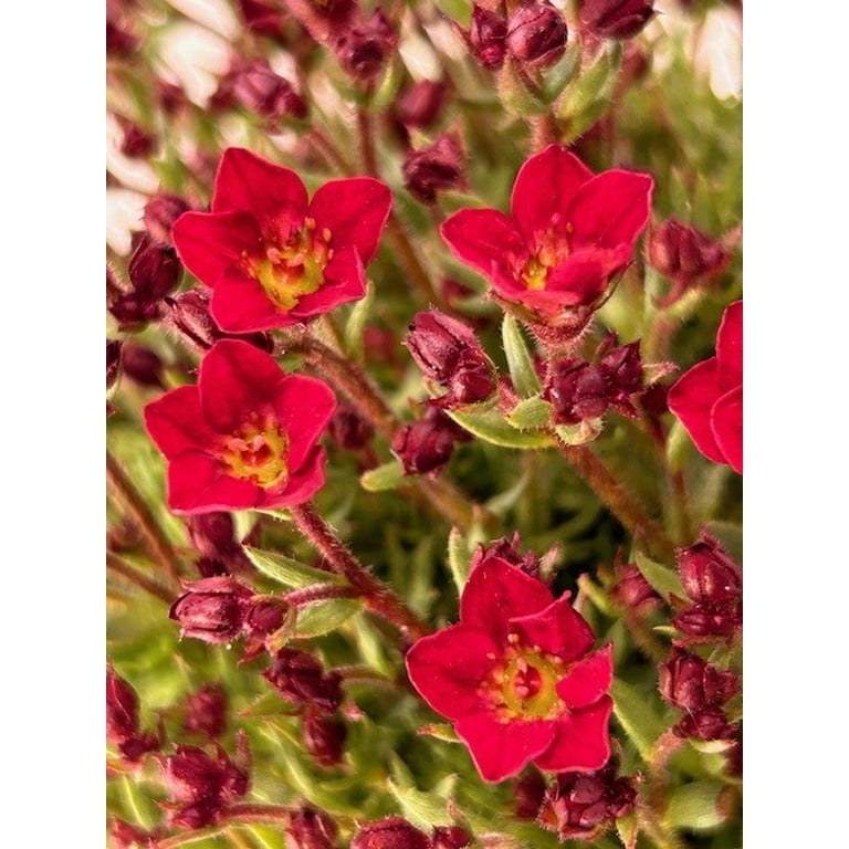 Better Homes and Gardens Outdoor Live Plant Saxifraga Rockfoil
