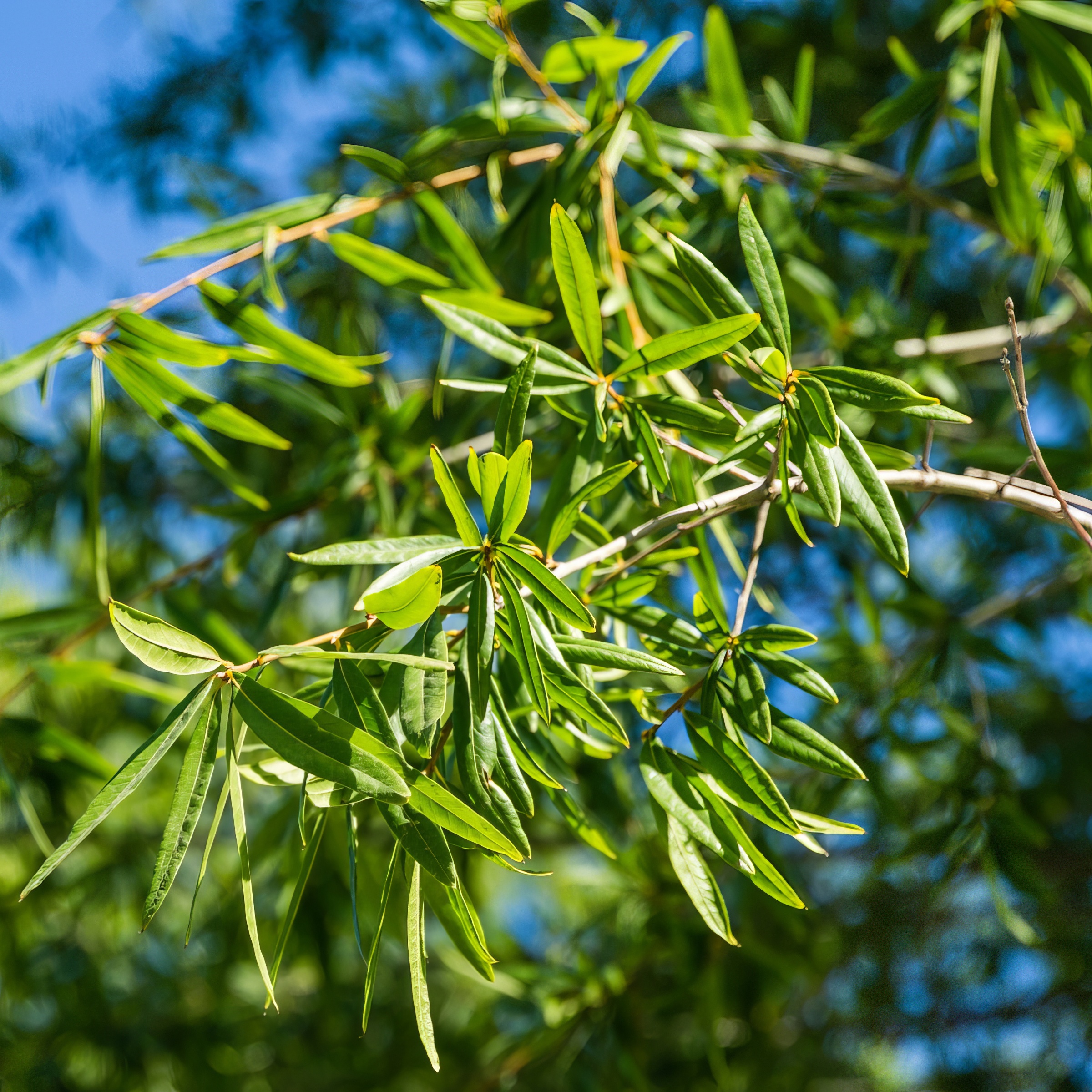 National Plant Network 3 gal Willow Oak Live Tree with Full Sunlight