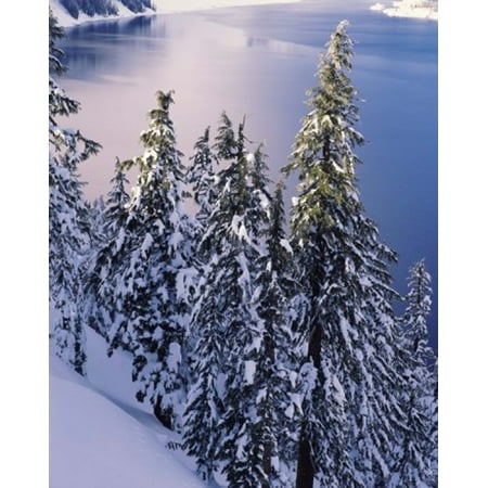 Snow covered trees at South Rim Crater Lake National Park Oregon USA Poster Print by Panoramic Images (29 x