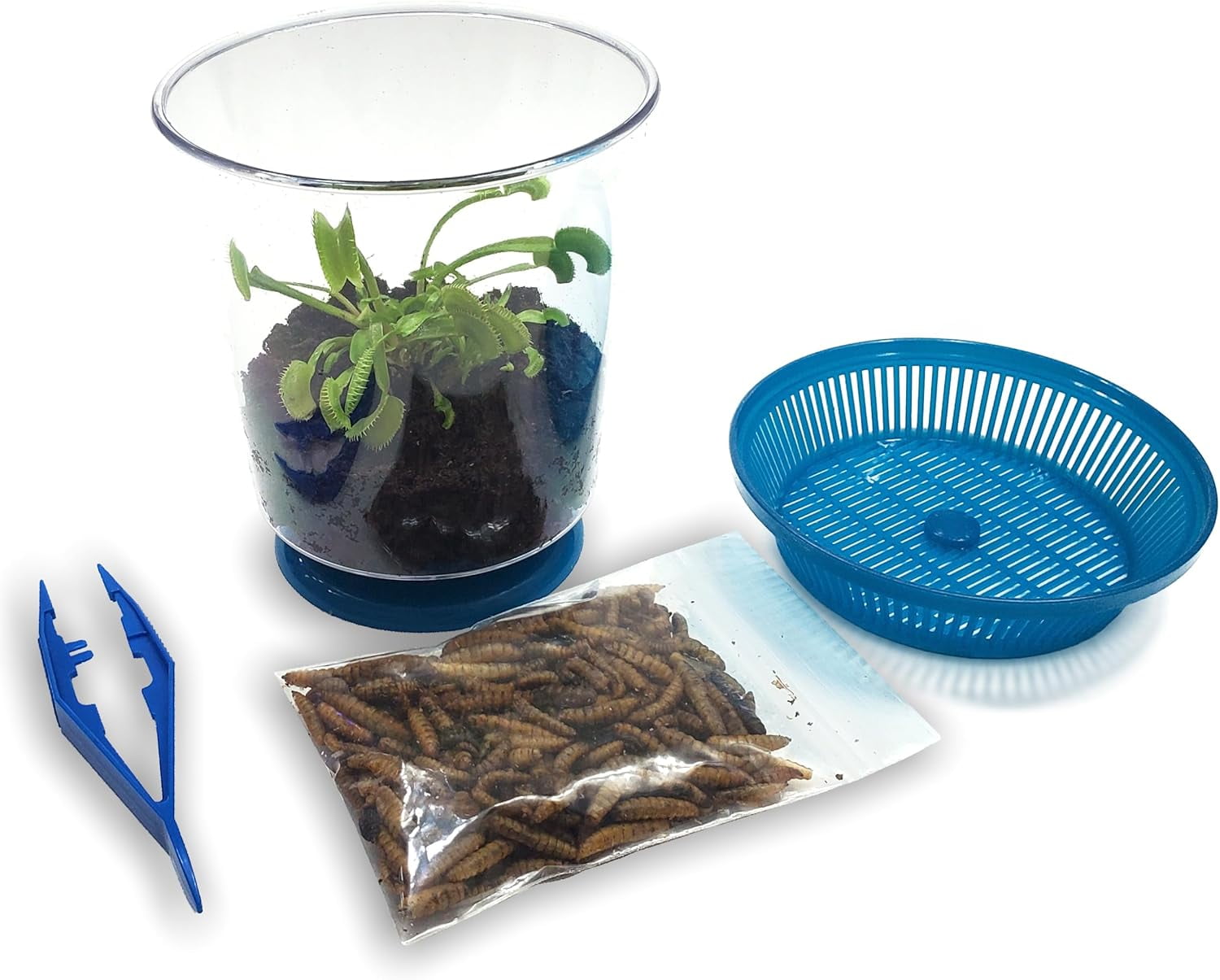 Live Venus Flytrap Kit with Carnivorous Plant Food, Tweezers & 4.5" Blue Terrarium – Indoor Bug-Eating STEM Gift for Kids & Adults Fly Trap