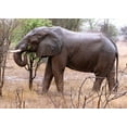 thumbnail image 2 of Underdahl, Dana 32x24 Black Ornate Wood Framed with Double Matting Museum Art Print Titled - African Elephant I, 2 of 4
