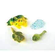 Insect Lore™ Frog Life Cycle Stages