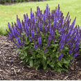 thumbnail image 5 of Purple Salvia Plant Live for Planting, Blue Purple Salvia Plant for Home Garden in Half Gal Pot - No Ship CA, 5 of 6