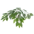 thumbnail image 2 of Vickerman TDX0170-07 Ficus Deluxe Arbre de Tous les Jours - 7 Pi., 2 of 2