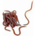 thumbnail image 3 of 100 Packs Of 8cm0.4g Red Worm Earthworm Fake Baits, Fish Smell Soft Baits, Maggots Banmo, 3 of 5