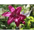 thumbnail image 4 of Clematis Westerplatte - 5 Live Plants in 4 Inch Growers Pots - Clematis 'Westerplatte ' - Starter Plants Ready for The Garden - Beautiful Velvety Red Flowering Vine, 4 of 5