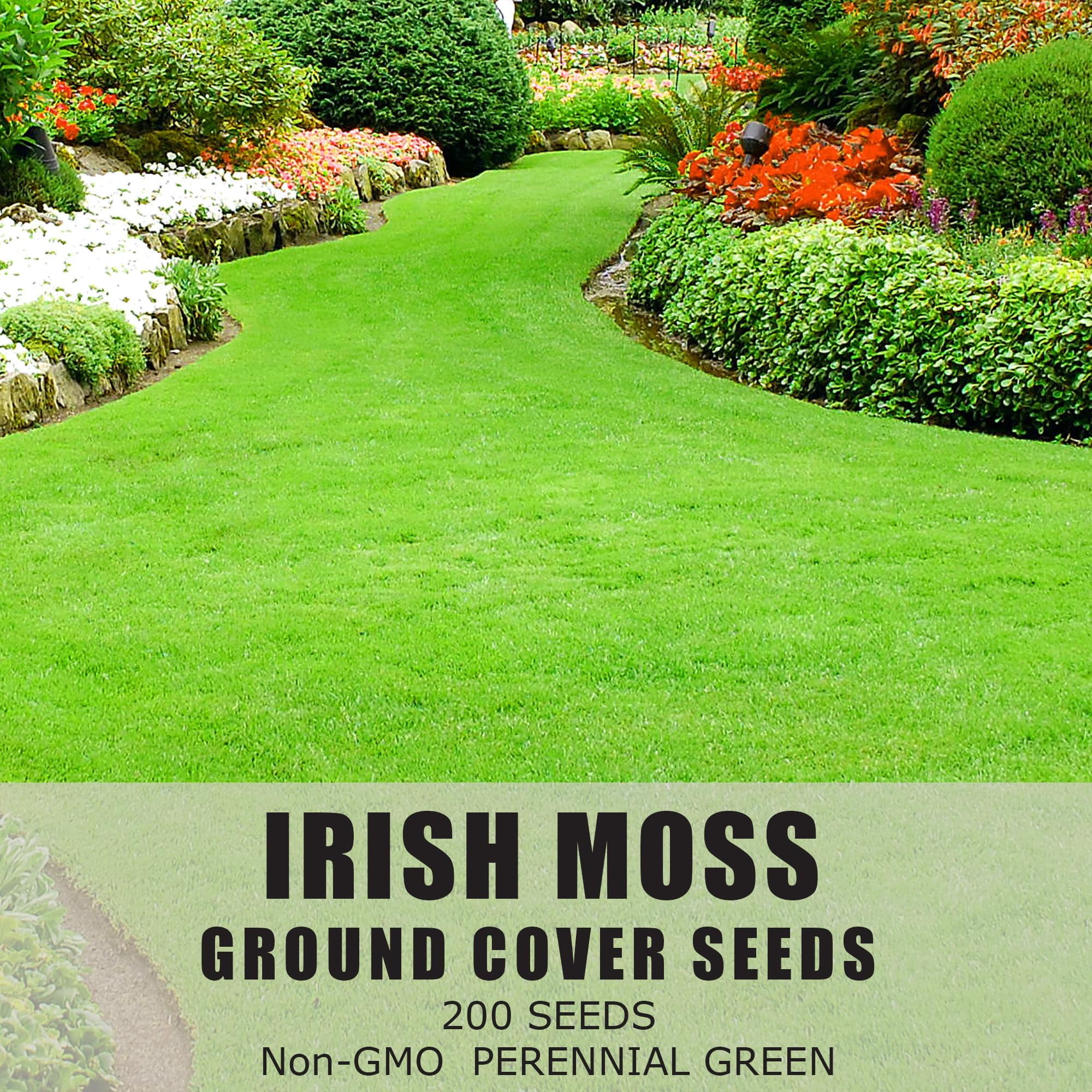 PLATAGO Irish Moss Seeds Ground Cover MVR1&nbsp;Perennial Ground Cover Clover Seeds for Planting Lawn Garden Low Maintenance 200pcs