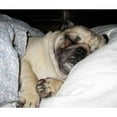 thumbnail image 2 of CafePress - Sleepy Pug Throw Blanket - Soft Fleece Throw Blanket, 50"x60" for All Ages, 2 of 2