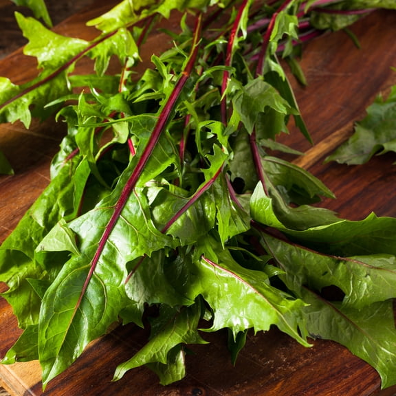 Endive Seeds - Dandelion Italian Red Stem - 2 g Packet ~1200 Seeds - Cichorium endivia - Farm & Garden Vegetable Gardening & Microgreens Seeds - Non-GMO, Heirloom, Open Pollinated, Annual
