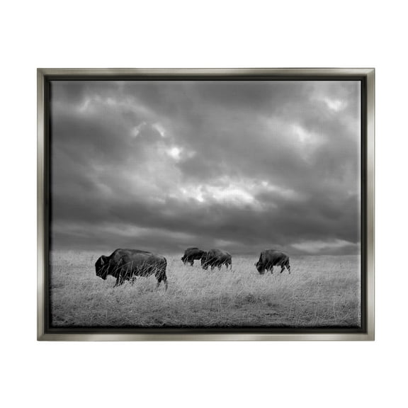 Stupell Industries Bison in Cloudy Field Landscape Photography Gray Floater Framed Canvas Art Print Wall Art, 21 x 17