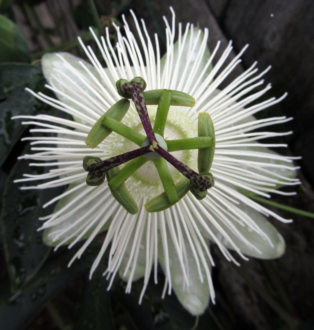 Snow Queen Passion Flower Passiflora Indoors/Out! 2.5" Pot