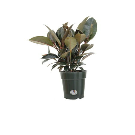 United Nursery Ficus Elastica Burgundy Live Rubber Plant Indoor Houseplant in 6 inch Grower Pot 16-19 (Best Houseplants To Purify Indoor Air)