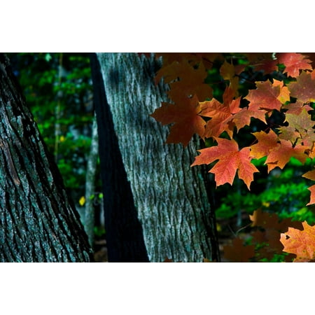 Laminated Maple Wood - LAMINATED POSTER Leaves Autumn Maple Tree Colorful Woods Foliage Poster Print 24 x 36