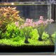 thumbnail image 2 of 2 piezas de plantas decorativas para pecera, delicadas plantas artificiales para acuario de escritorio, accesorio para acuario, 2 of 5