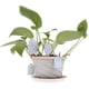 thumbnail image 3 of Etiquetas para plántulas DIY, 300 Uds., etiquetas creativas para plantas y flores, herramientas de jardín (blanco) Likrtyny Para estrenar, 3 of 6