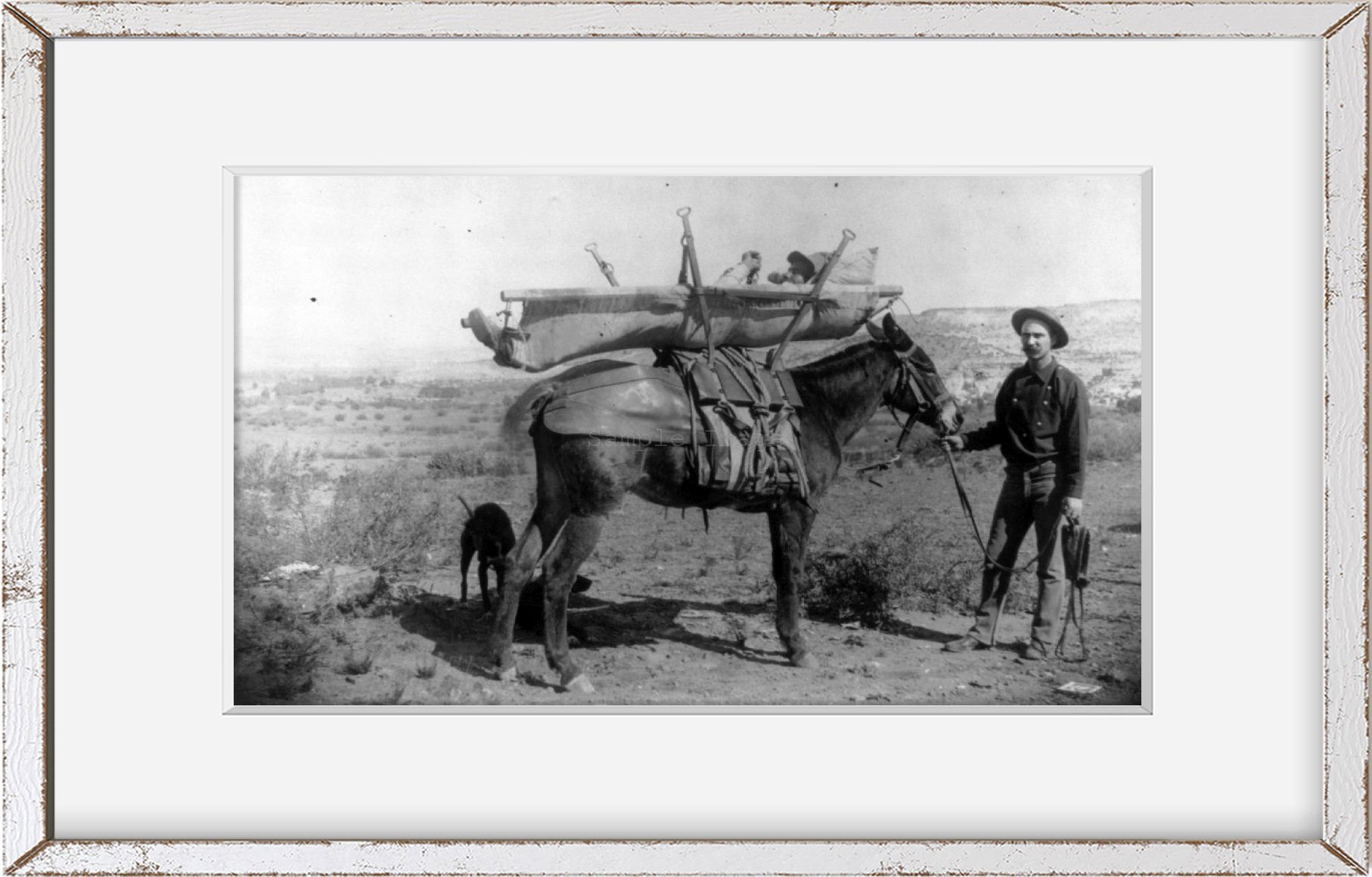Photo Fort Verde, AZ, 1887, Mule litter, invented, EA Mearns, dog