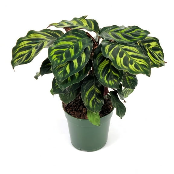 4 in. Calathea Makoyana Plant in Grower Container (3-Pack)