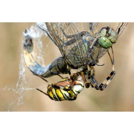 Canvas Print Spider Wasp Spider Network Caught Fight Dragonfly Stretched Canvas 10 x