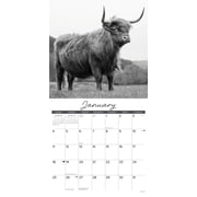 Highland Cows (B&w) 2026 Wall Calendar, (Paperback)