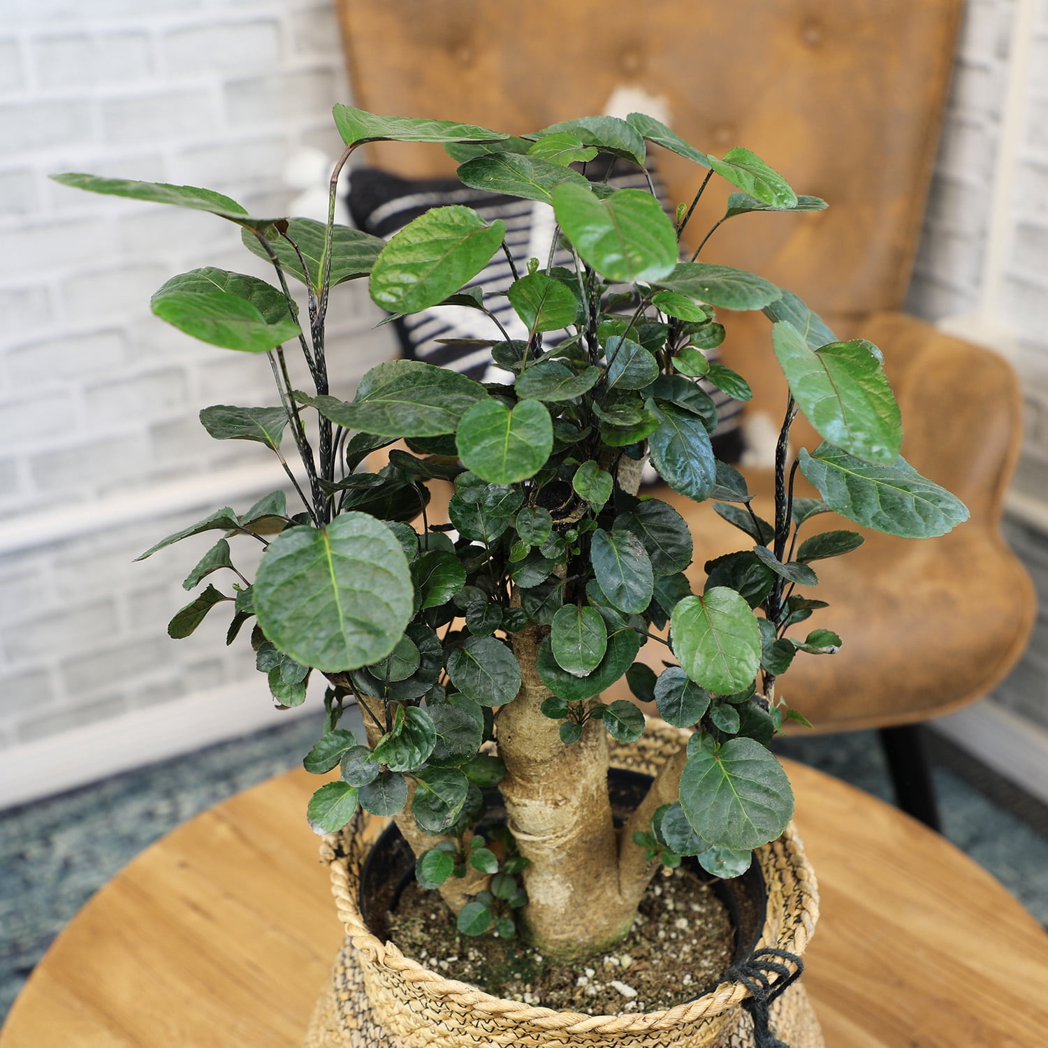 Fabian Stump Bonsai, Live Aralia | 8in Pot | Easy Houseplant, Partial Sun | Element by Altman Plants