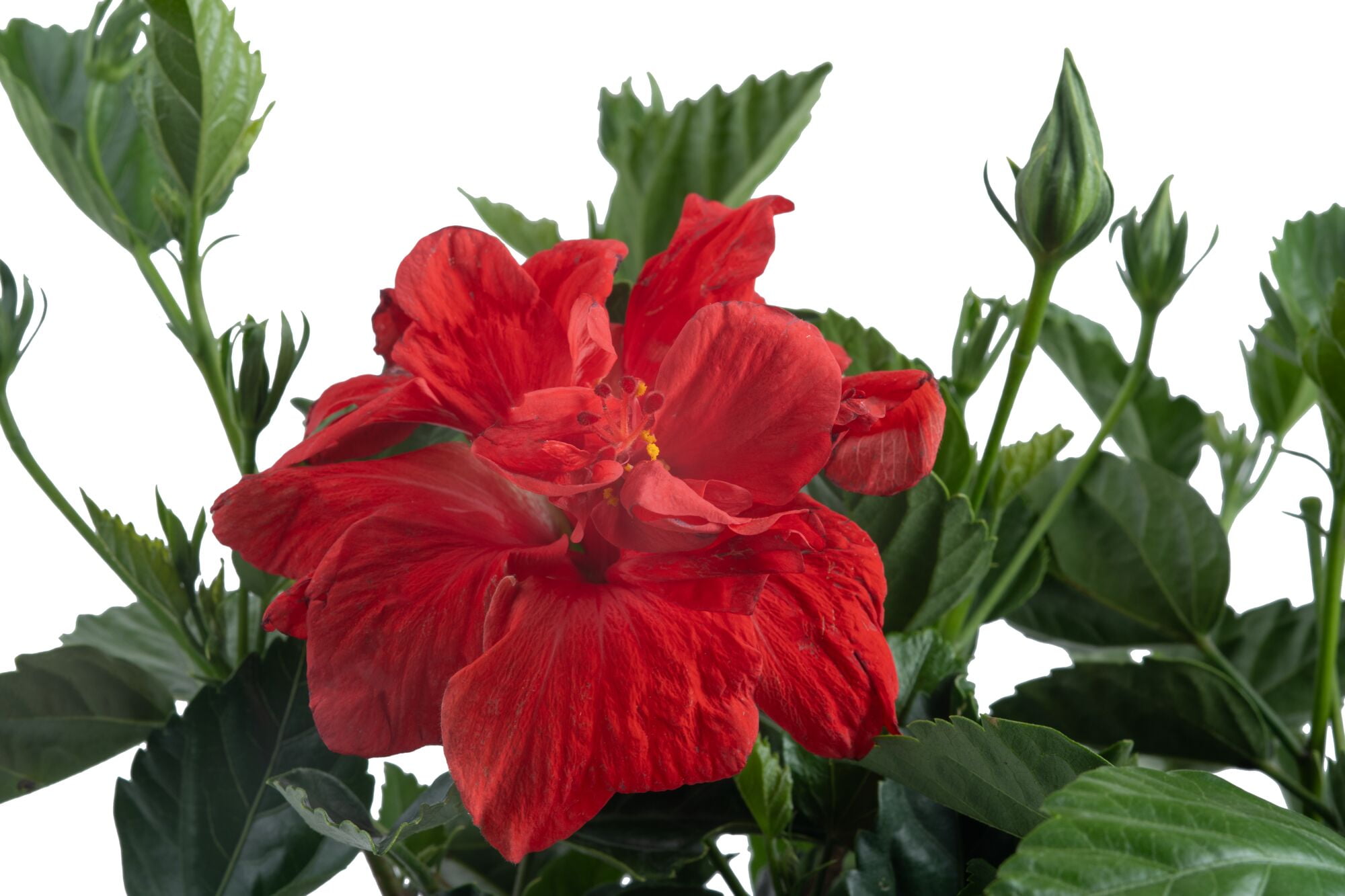 "Island Blooms 10"" Hibiscus Braid Cork in 10"" Grower Pot"