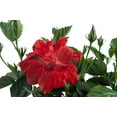 thumbnail image 5 of "Island Blooms 10"" Hibiscus Braid Cork in 10"" Grower Pot", 5 of 5
