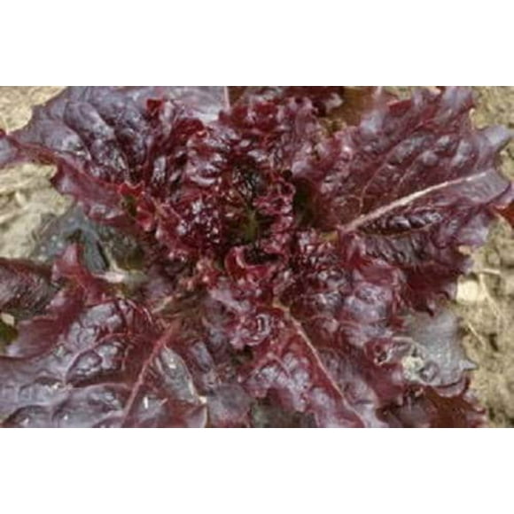 3000 Leaf Lettuce RED SALAD BOWL Lactuca Sativa Vegetable Seeds