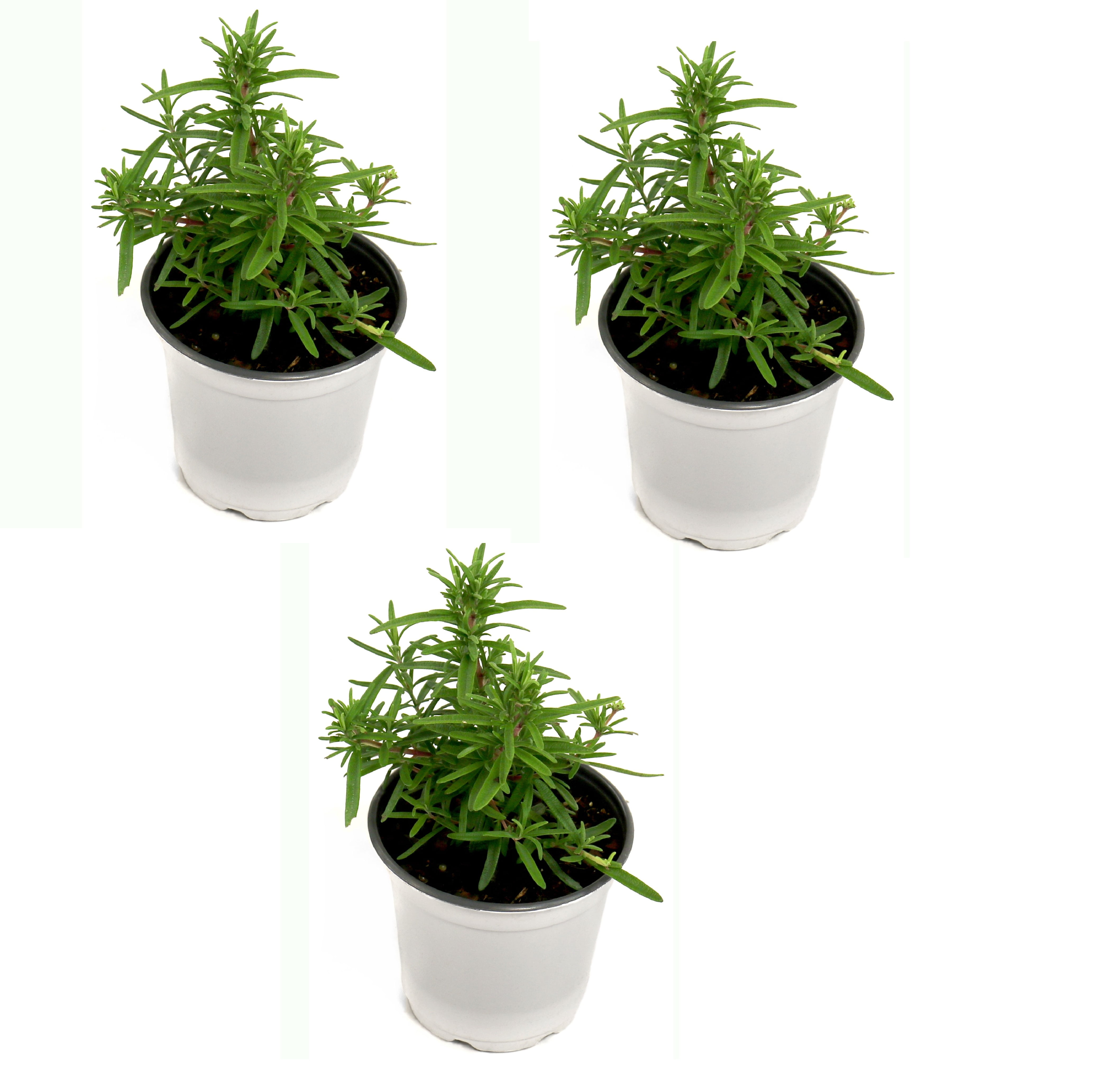 4" Rosemary Herb Plant with Lavender Blooms 3 Pack