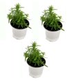 thumbnail image 2 of National Plant Network 4 in. Rosemary Live Herb Plant with Full Sunlight-3 Pack, 2 of 6