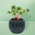 thumbnail image 3 of Buzzy Seeds Lucky Clover Indoor Gardening Grow Kit in Black Decorative Pot, 3 of 3