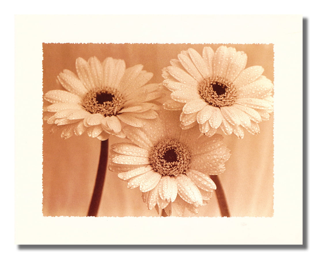 Flower Poster/Gerbera Daisy/16x20inch/Floral Art Print/Flowers 