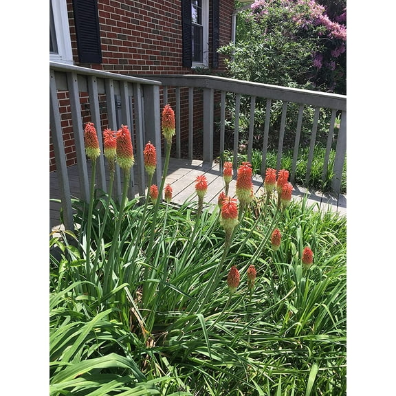 2 Bareroot Red Hot Poker/Torch Lily/Kniphofia/Poker Lily