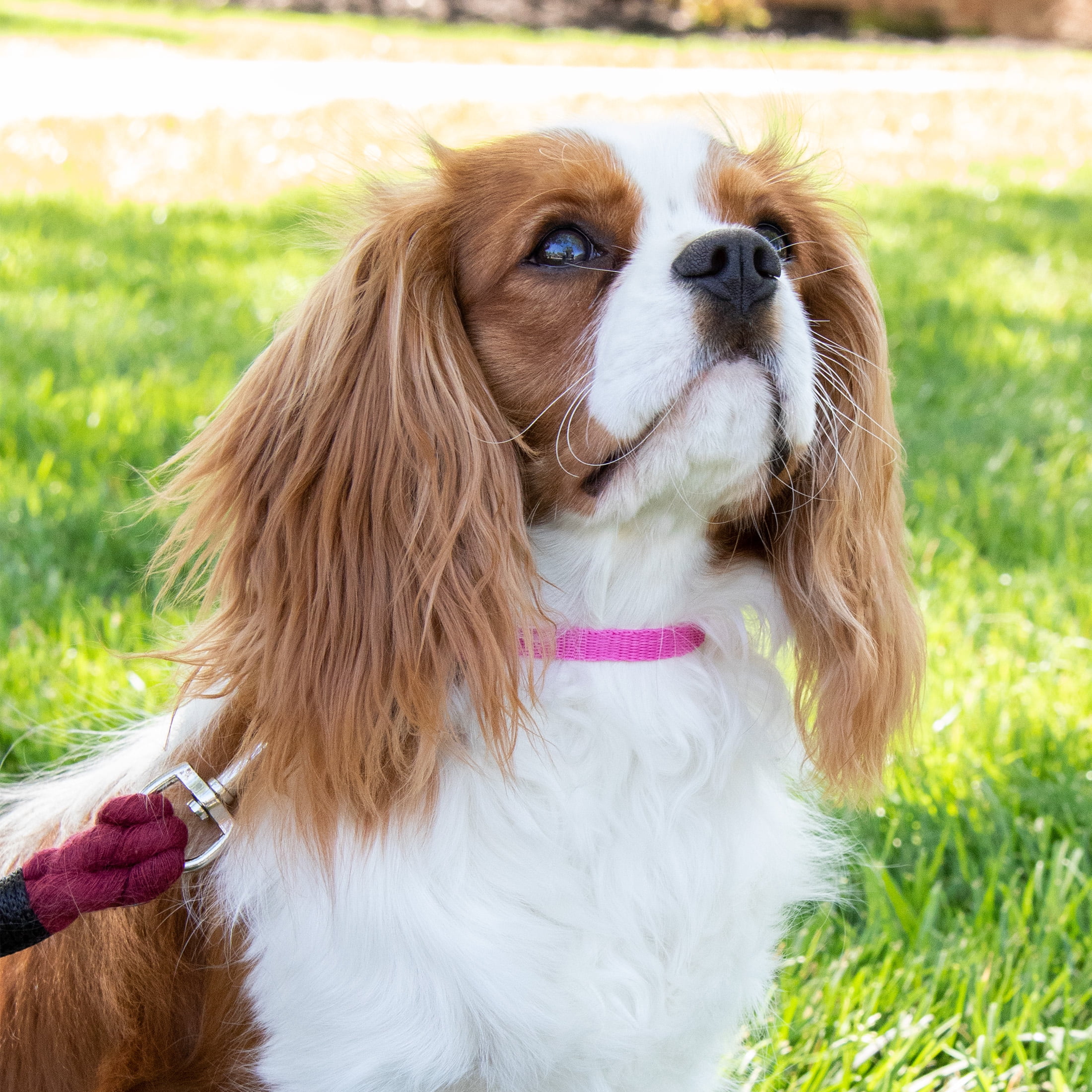(6 pack) Pet Champion Dog Collar Small Pink, 1.0 CT