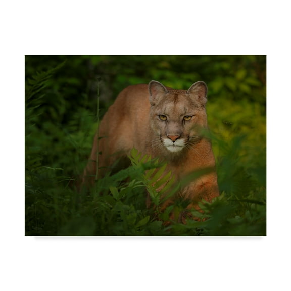 Trademark Fine Art 'Focused' Canvas Art by Galloimages Online