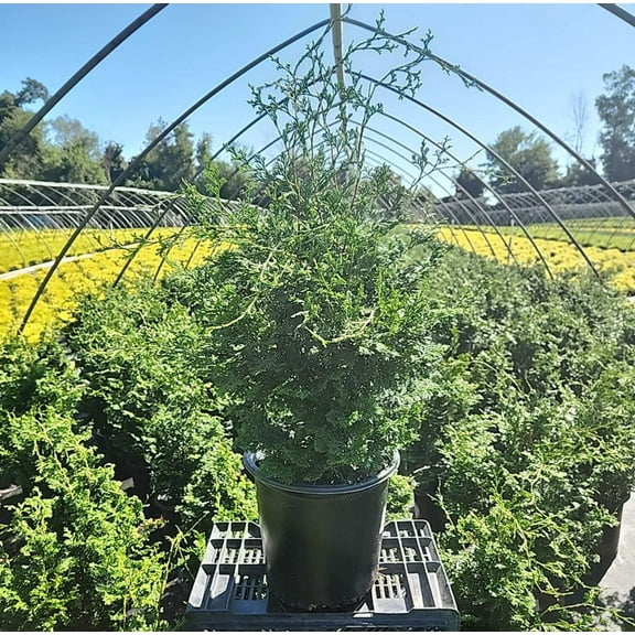 Compact Hinoki Cypress