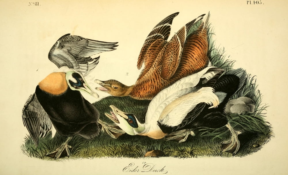 Birds Of America 18
